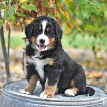 Comprar Cachorros Boyero De Berna Crianza Respetuosa Cachorros