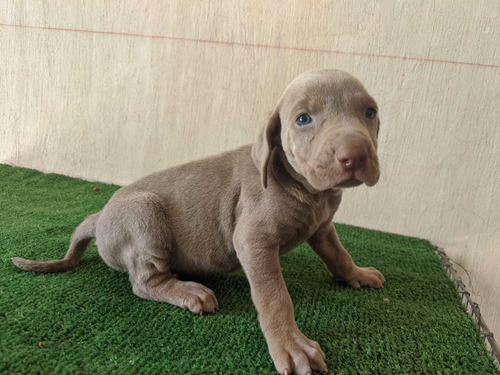 Weimaraner Finos Cachorros