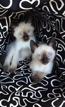 Comprar Gatitos Siames Machito - Muy Lindos !!! Se Entregan Hoy