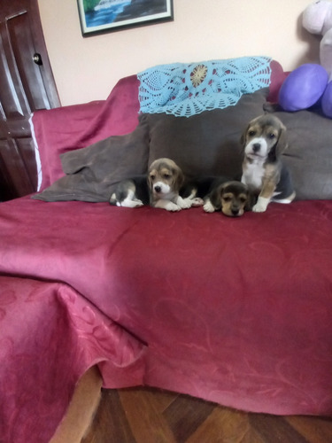 Cachorritos Beagle Tricolores 100%puros Garantizados 
