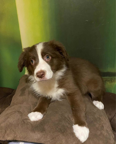 Cachorros Border Collie - Reserva