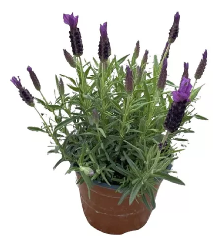 Lavandula officinalis - Lavanda común - 500 semillas