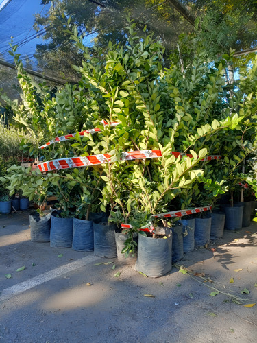 Olea Texana Verde Y Variegada, 1.30m Cerco Vivo Excelente! Verde Y Variegado
