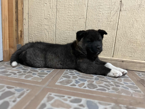 Cachorros Akitas Americanos