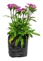 Comprar Bolsa Para Vivero Negra 5 Kg 37x40 Cm