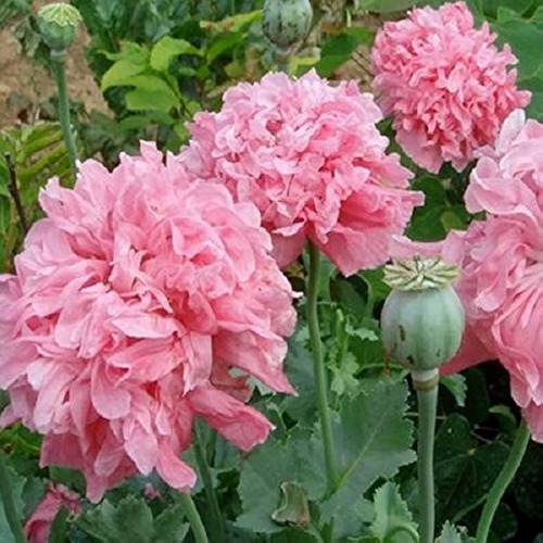 Semillas De Amapola Peonia Rosa Doble_papaveraceas._