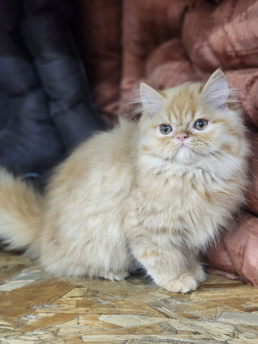 Gatos Persa Cachorros Auténticos Vip