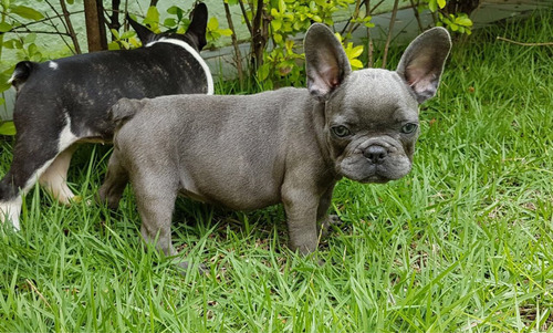 Bulldog Francês Macho  Lilac Maker