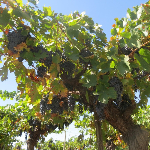 Imagen 4 de 14 de Vendo Finca 20 Hectareas Con Produccion De Viñedos Atuel Norte-san Rafael