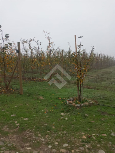 Agrícola En Venta En Linares