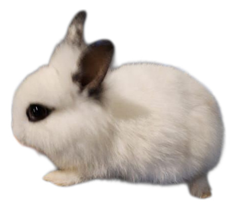 Mini Coelho Branco Bege