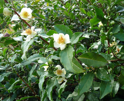 10 Semillas De Camellia Sinensis - Arbol Del Te Verde C. 319