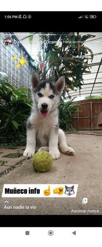Husky Siberiano
