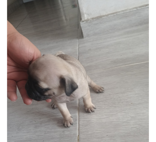 Cachorro Pug Carlino