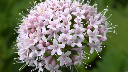 Planta Semillas Valeriana Té Aromatica Cultivo Hogar Casa Ma