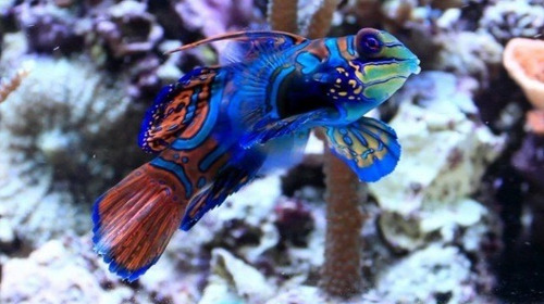 Pez Gobio Mandarin