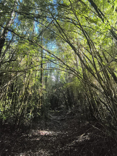 1 Hectárea En Chiloé - Bosque Renoval Cerca De Castro