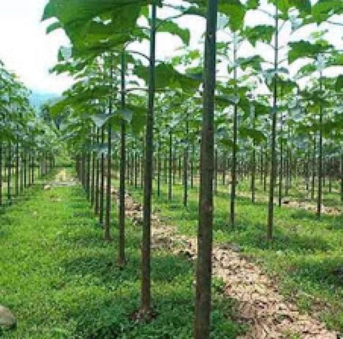 Imagem 1 de 6 de 50 Sementes De Kiri Japonês - Paulownia Elongata Árvore