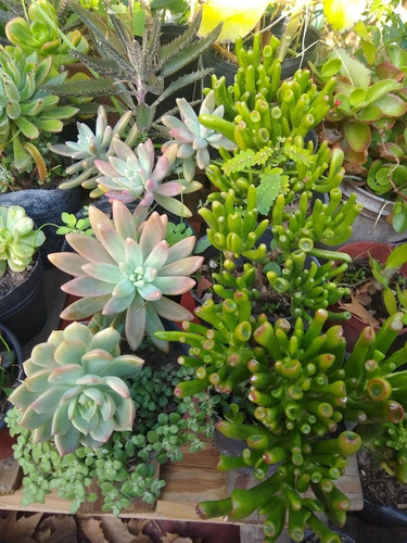 Echeveria Coccinea - Setosa / Suculenta Maceta Cultivo N°12