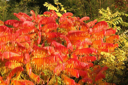 Semillas De Rhus - Cosecha Marzo/19 - 20 X 100
