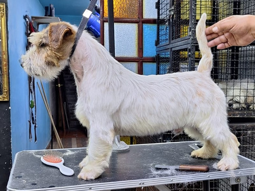Jack Russell Terrier Semental Con Pedigree Internacional 