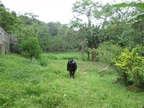 Imagem 15 de 16 de Rural - Venda - Loty - Itanhaem - Ita1332