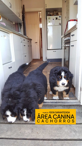 Boyero De Berna 100% Puros En San Vicente - Area Canina