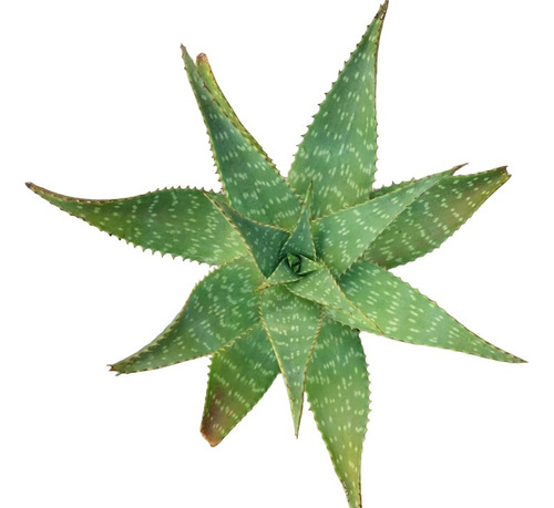 Plantas De Aloe Medicinal