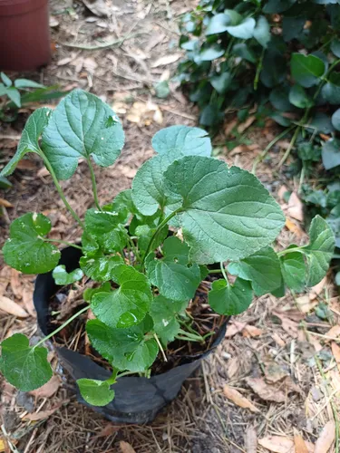 Centella Asiática Planta (gotu Kola)