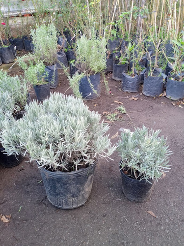 Lavanda Lanata, Planta Aromatica 3lts