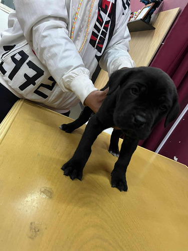 Cachorros Cane Corso