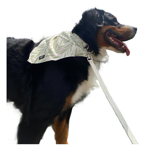 Collar Perro