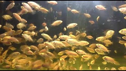 Imagen 4 de 8 de 25 Alevines De Tilapia Roja