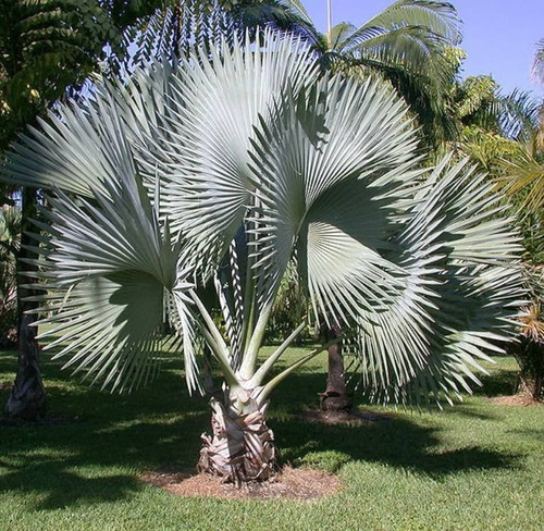 Palmera Bismarckia Nobilis 110lts (seña)