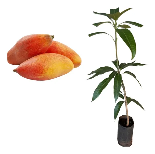 comprar Excelente Muda De Manga Espada Vermelha - Enxertada 