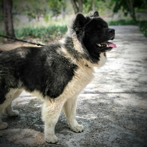 Imagen 4 de 4 de Akita Americano Para La Monta