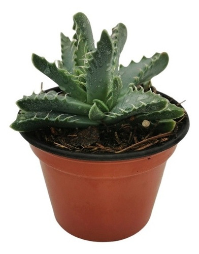 Faucaria Tigrina Set 6 Pzas