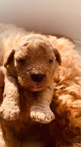 Imagen 2 de 5 de Hermosos Cachorros Goldendoodles F3
