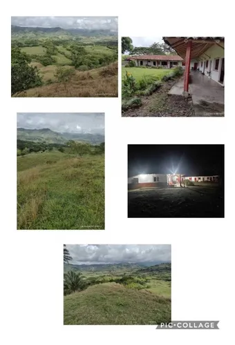 Venta Finca Sector Pueblo Tapao - Cultivada En Pasto - 185 Cuadras
