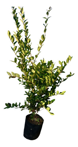 Olea Fragans/texana En 20 Litros Cerco Vivo Perfumado