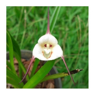 Orquidea Cara De Anjo Jardim | MercadoLivre 📦