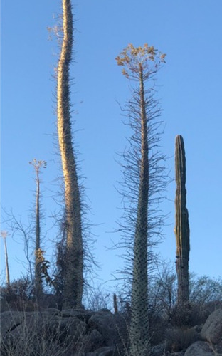 Fouquieria Columnaris, Cirio, 10 Semillas, Nv