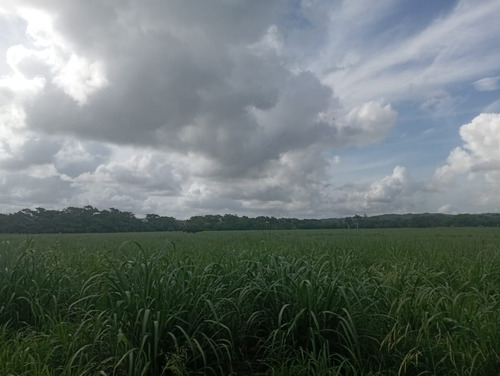 Finca En Venta Los Llanos