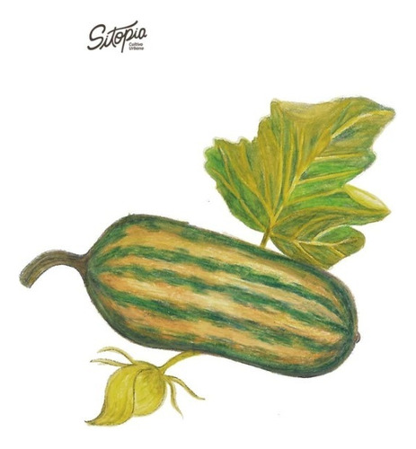 Semillas De Zapallo Delicata Sitopia
