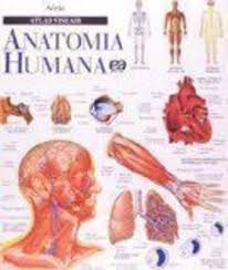 Livro Atlas Visual Da Anatomia Humana - Vários Autores [2010]