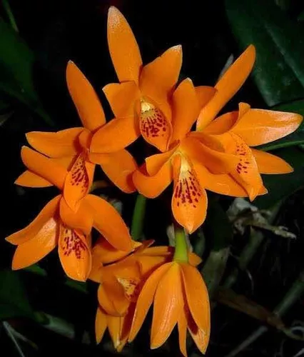 Orquidea Cattleya Aurantiaca ( Adulta )