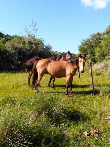 Campo 38 Has 8690 M2 - Limite Maldonado Y Lavalleja - Consulte !!!!- Ref: 6853