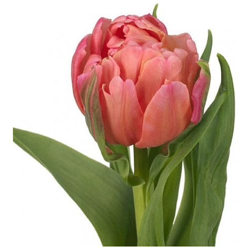 Pack 20 Bulbos De Tulipan Rosa Doble