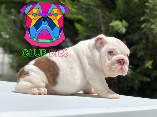 Imagen 6 de 6 de Bulldog Inglés