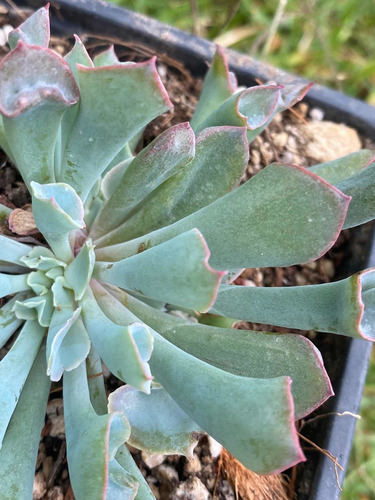 Imagen 5 de 7 de Echeveria Pink Trumpet - Planta Suculenta Exótica